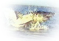 White shark breaching in False Bay;  African Shark Ecotours