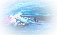 White shark attacking Cape fur seal;  I. Fergusson