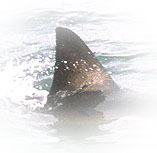 White shark dorsal fin ( I. Fergusson)
