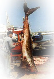 Juvenile white shark, Tunisia, 1998
